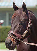 Seattle Slew