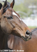 Cigar Race Horse