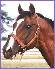 Northern Dancer